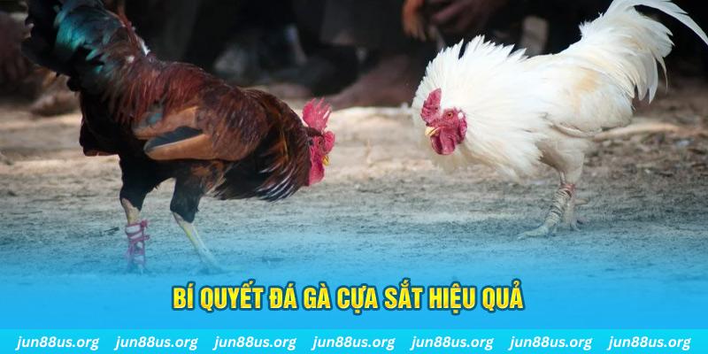 u8888 đá gà cựa dao