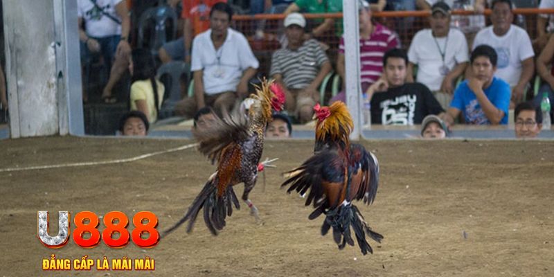 u8888 đăng nhập mậu binh online