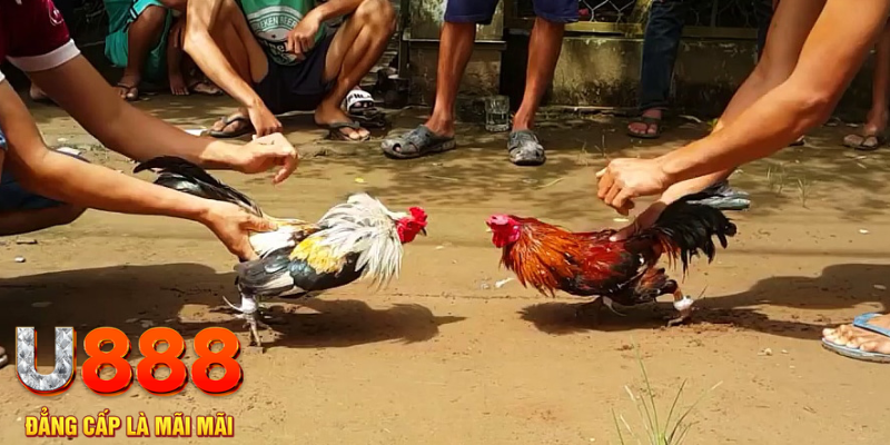 u8888 đăng nhập mậu binh rút tiền nhanh