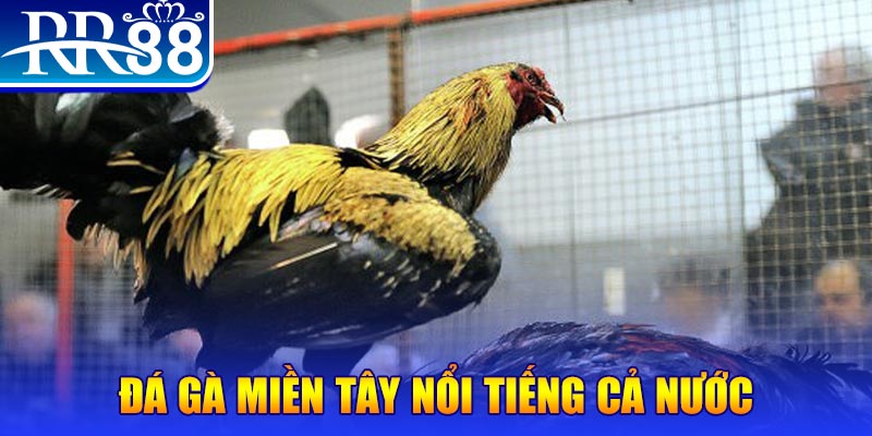 u8888 gà chọi c1.com trực tiếp 888