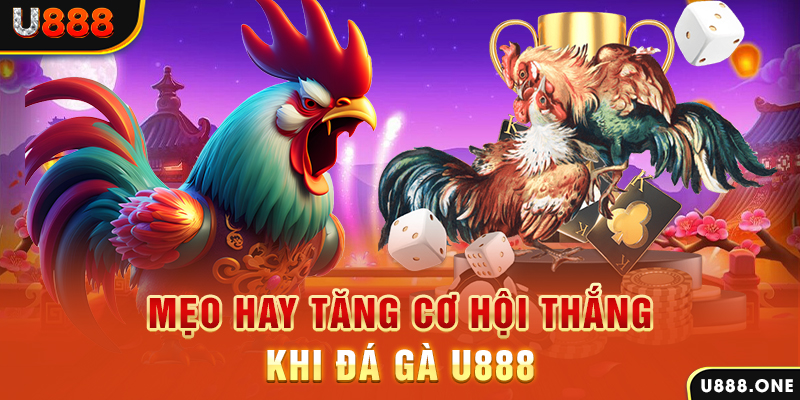 u8888 trực tiếp gà chọi c1